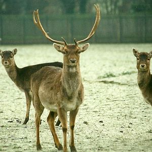 Fallow Deer 18th December 1999