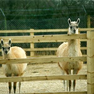 Guanacos on new hardstanding 18th December 1999