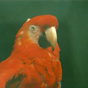 Scarlet Macaw 18th December 1999