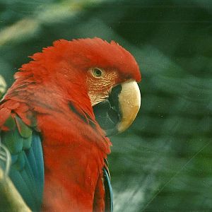Green-winged Macaw 18th December 1999