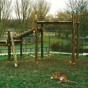 Completed platform for Siberian Tigers 18th December 1999