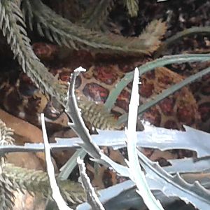 Red-punckted burrowing frog