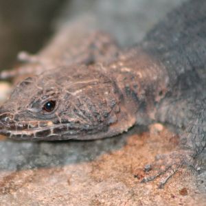 Mozambique girzled-tailed lizard