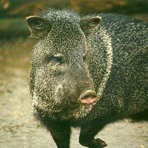 Collared Peccary 30th December 1999