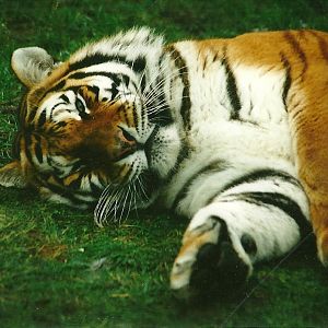 Siberian Tiger 30th December 1999