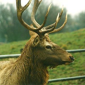 Wapiti stag 30th December 1999