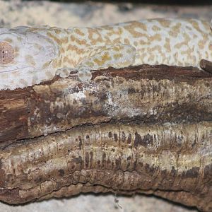 Henckels leaftailed gecko