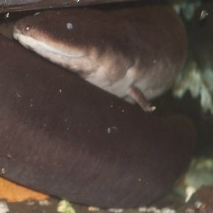 Three-toed eelnewt Amphiuma tridactylum