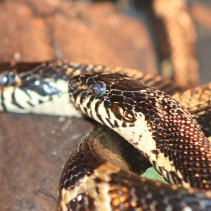 Schrencks ratsnake