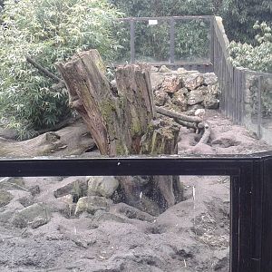 one of the two meerkat enclosures