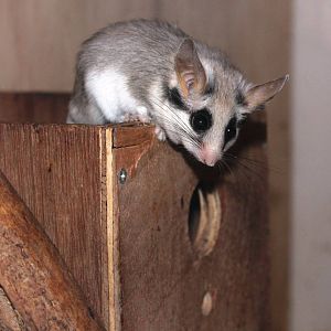 Asian Garden Dormouse Eliomys melanurus Rodbaston 2013