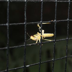 Locust Chester Zoo 14th March 2013