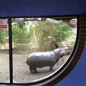 Pygmy hippo