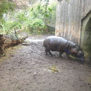 Pygmy hippo