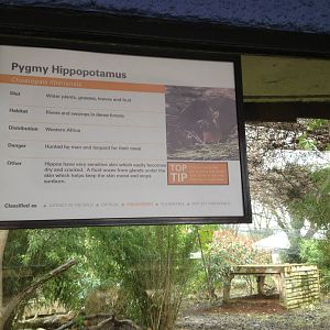 Pygmy hippo