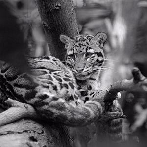 clouded leopard