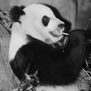 giant panda eating