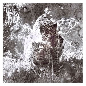 leopards mating