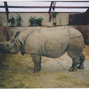 Indian rhino c.1997