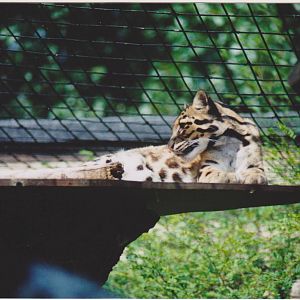 Clouded leopard  late 1990s.