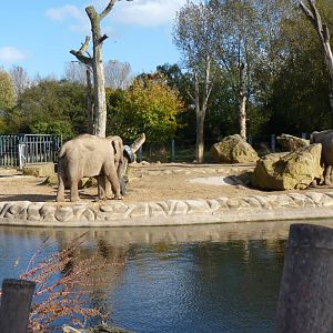 Elephants, October 2012