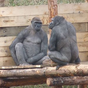 Wrestling Gorilla-style #1, 17 March 2013