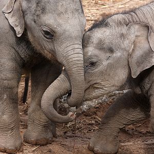 Elephant babies at Chester 17032013