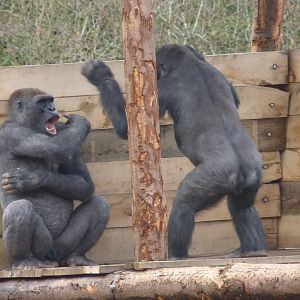 Wrestling Gorilla-style #2, 17 March 2013