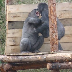 Wrestling Gorilla-style #3, 17 March 2013