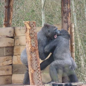 Wrestling Gorilla-style #4, 17 March, 2013