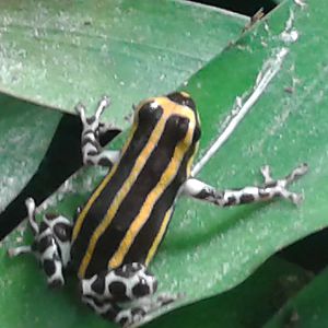 dart frog