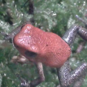 strawberry dart frog