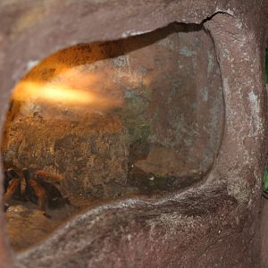 bird-eating spider enclosure