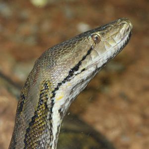 python reticulatus