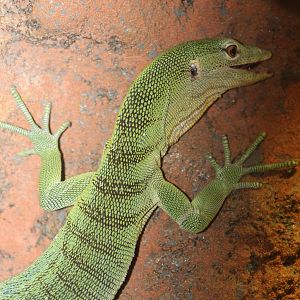 varanus prasinus