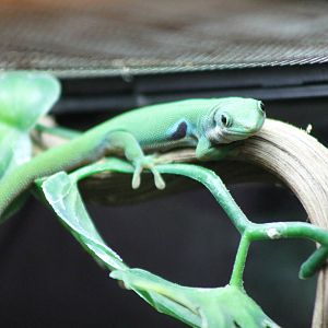 peacock-eyed day gecko