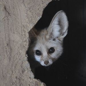Fenec Fox