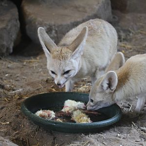 Fenec Foxes