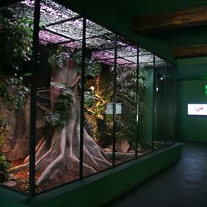 Aviary for Red-legged Honeycreepers and Spangled cotingas - june 2012