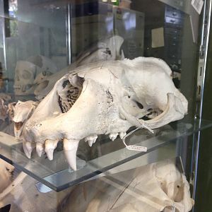 Leopard Seal Skull
