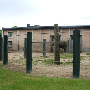 Aalborg Zoo - Elephant exhibit