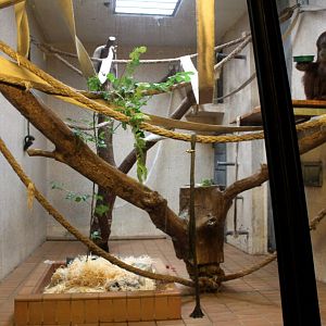 Aalborg Zoo - Orangutan House (1)