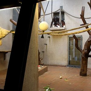 Aalborg Zoo - Orangutan House (3)