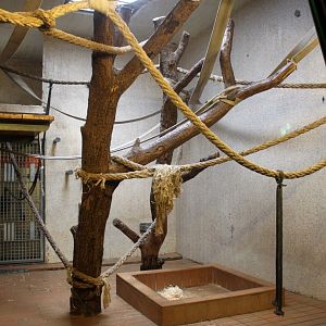 Aalborg Zoo - Orangutan House (4)