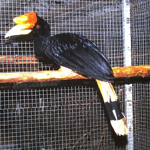 Rhinoceros hornbill