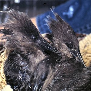 hamerhead-chicks
