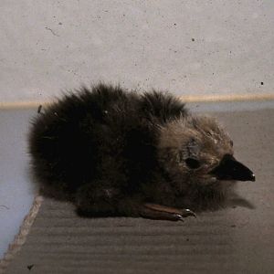 inca tern chick
