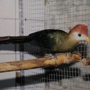 red-crested turaco
