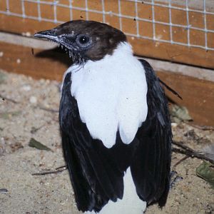 bearded bellbird male
