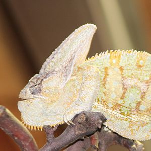 Jemen chameleon